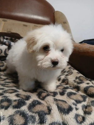 cățeluși bichon  - imagine 5