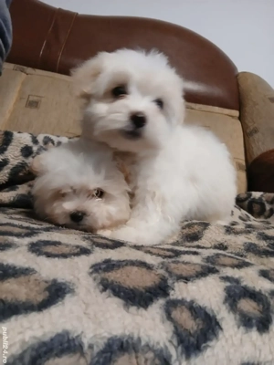 cățeluși bichon  - imagine 3