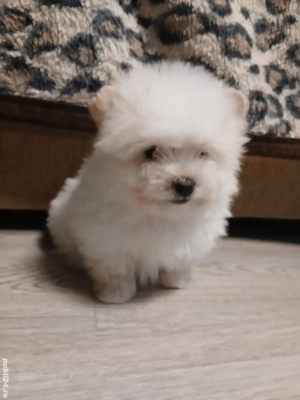 cățeluși bichon  - imagine 2