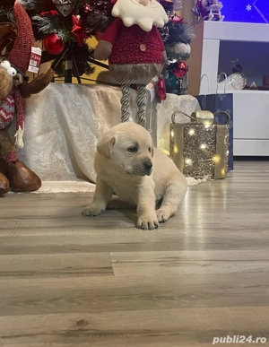 Labrador pui  - imagine 2