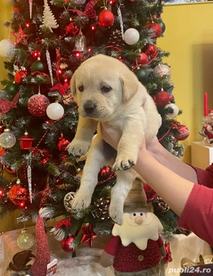 Labrador pui  - imagine 3
