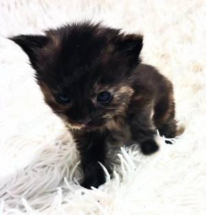 Fetita Maine Coon! - imagine 2