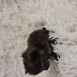 Fetita Maine Coon! - imagine 5