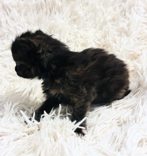 Fetita Maine Coon! - imagine 4