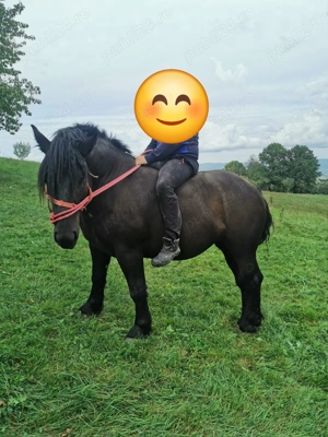 Vand manza 2,5 ani  - imagine 3