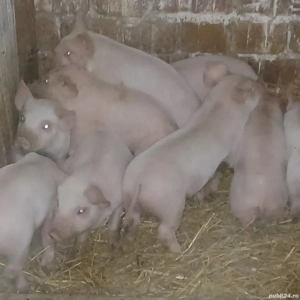 purcei 210 lei - imagine 2