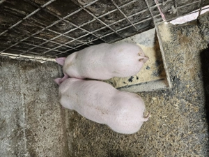 Pereche purcei pietrain francez 