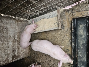 Pereche purcei pietrain francez  - imagine 2