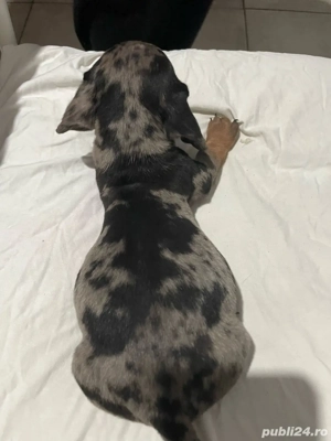 Vand mascul teckel arlechin pedigree UCHR - imagine 3