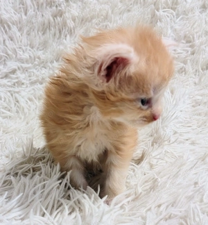 Baietel Maine Coon  - imagine 2