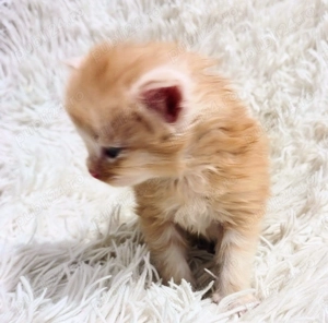 Baietel Maine Coon  - imagine 3