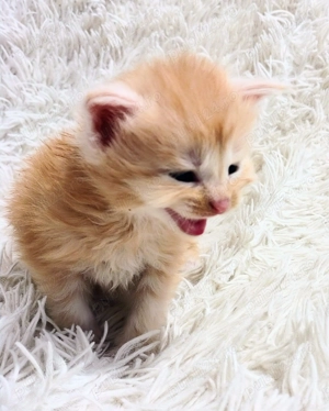 Baietel Maine Coon  - imagine 4