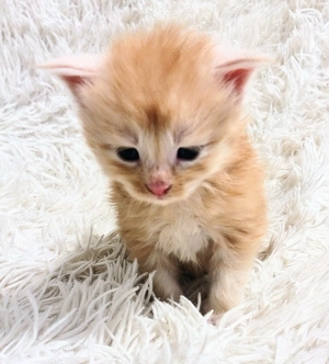 Baietel Maine Coon  - imagine 5