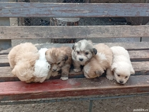 caini de vanzare - imagine 2