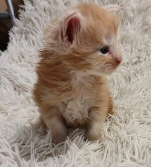 Baietel Maine Coon    - imagine 2