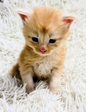 Baietel Maine Coon    - imagine 3