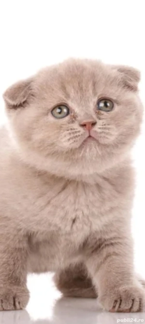 scottish fold cream!!!