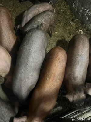 purcei grasuni  - imagine 2