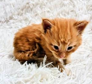 Baietel Maine Coon! - imagine 2