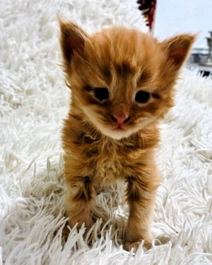 Baietel Maine Coon! - imagine 5