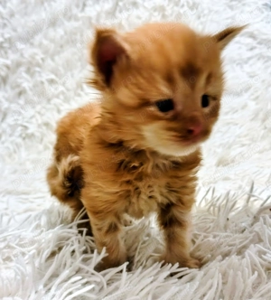 Baietel Maine Coon! - imagine 3