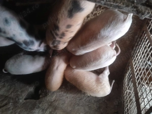 Porci de vânzare  - imagine 2