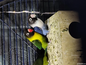 agapornis personata  - imagine 2