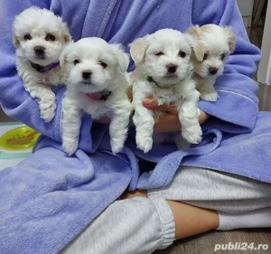 Bichon maltesse mini toy 