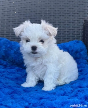 Bichon maltesse mini toy  - imagine 2