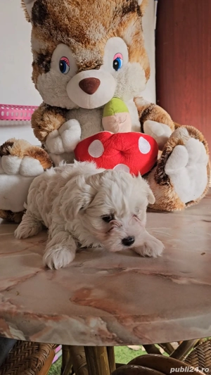 Cățelușii Maltezi - imagine 2