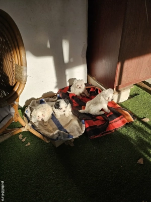 Cățelușii Maltezi - imagine 4