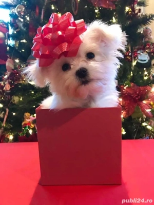 Bichon alb posibilitate transport ,cip,pasaport - imagine 2