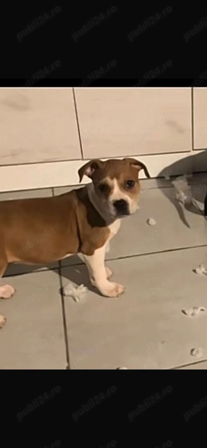 Puiuți Amstaff disponibili 