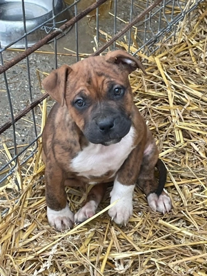 Puiuți Amstaff disponibili  - imagine 2