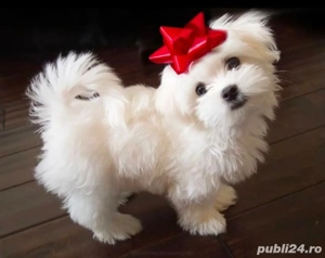 Bichon alb posibilitate transport ,cip,pasaport - imagine 3