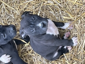 Puiuți Amstaff disponibili  - imagine 3