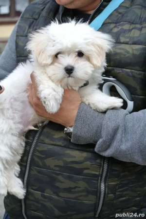 Bichon alb posibilitate transport  - imagine 5