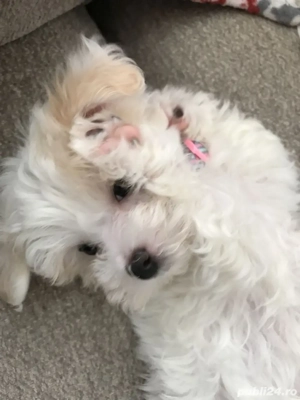 Bichon alb posibilitate transport  - imagine 3