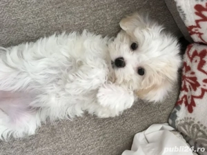 Bichon talie mica posibilitate transport