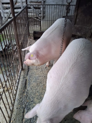 Vând porci crescuți în gospodărie proprie 