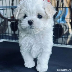Bichon maltez baiat si fetita posibilitate transport - imagine 2