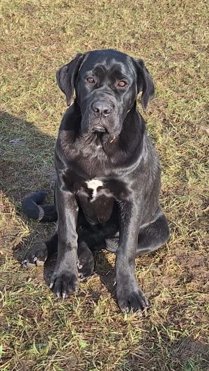 Cane Corso talie mare cu pedigree tip A si cip! 
