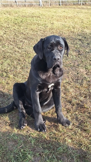 Cane Corso talie mare cu pedigree tip A si cip!  - imagine 2