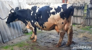 se vinde vaca buna de lapte 