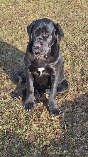 Cane Corso talie mare cu pedigree tip A si cip!  - imagine 3