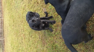 Cane Corso talie mare cu pedigree tip A si cip!  - imagine 4
