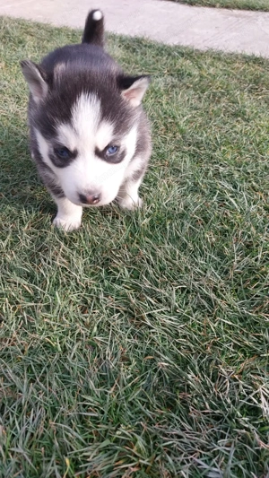 Caută familie 5pui husky siberian  - imagine 2