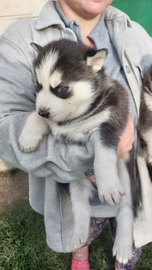 Caută familie 5pui husky siberian  - imagine 5