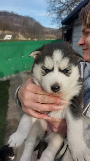 Caută familie 5pui husky siberian  - imagine 4