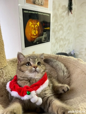 british shorthair golden